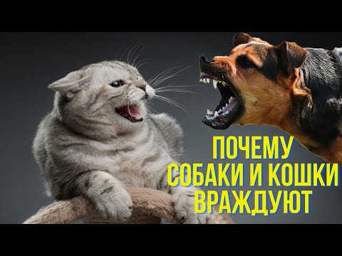 Почему собаки и кошки враждуют