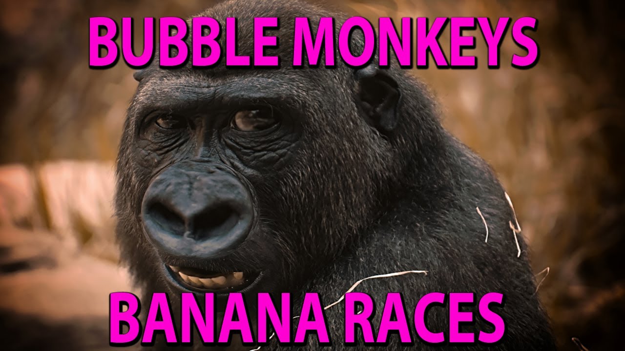 BUBBLE MONKEYS and BANANA RACES - Hey What's Going On Today, (a funny ...