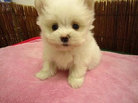 ポメラニアンと のミックス犬がかわいすぎる Cute Mix Dog Pomeranian Youtube