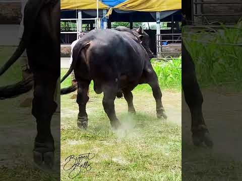 Black Beast