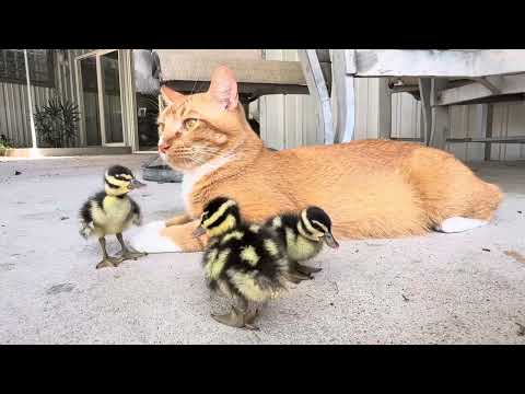 3 Ducklings and Orange Cat Garfield. DAY #2 part 2