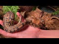 10 Month Old Ball Python Update and Feeding!! Grub Terra Review - Black Soldier Fly Larvae!