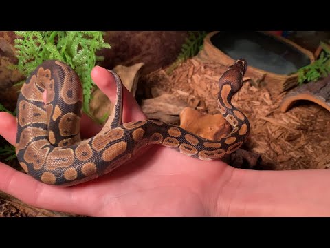 10 Month Old Ball Python Update and Feeding!! Grub Terra Review - Black Soldier Fly Larvae!