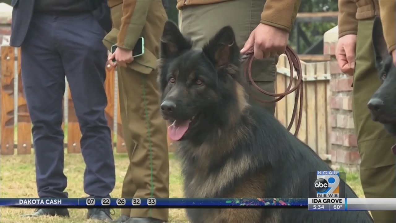 Corona Search Dogs 7-23-20