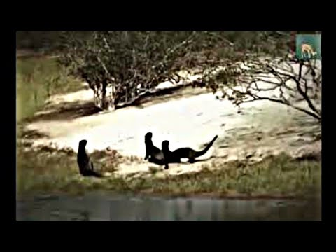 لحظه افتراس الفهد غرير العسل ولكن ماحدث لم يتوقعه احد Junglesound 