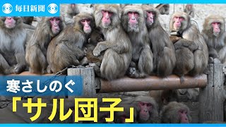 身を寄せ合って寒さをしのぐ「サル団子」　淡路島モンキーセンター
