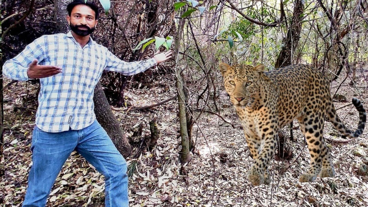 Exploring Jungle where Leopard  Lives