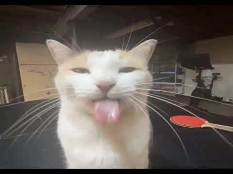 ice spice no clarity 9lives remix