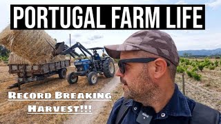 Record Breaking Harvest!!! | PORTUGAL FARM LIFE