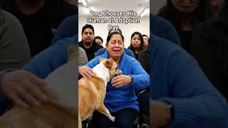 Dog Chooses His Human at Adoption Day ❤️ #wholesome #animal