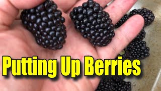 ️HOW I FREEZE BLACKBERRIES ️ and ️ WHY I GROW BLACKBERRIES IN CONTAINERS
