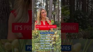 NC pollen alert ⚠️🤧 It's likely to get worse