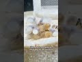 The little octopus is about to hatch #fishaquarium #fishtanklife #octopus #octopuschannel #aquarium