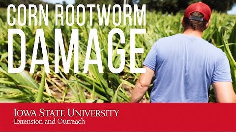 Corn Rootworm Damage (This really happens?!?)