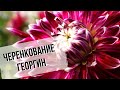 Черенкование георгин | Как сохранить любимый сорт