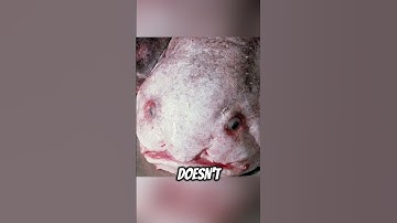 The Truth About the Blobfish (It’s Not What You Think) #facts #animals #nature