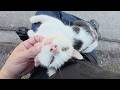 おかっぱ頭のブチ猫がひざの上に乗って見つめてきた