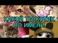 Какой ты котик по имени/Ksusha Nice