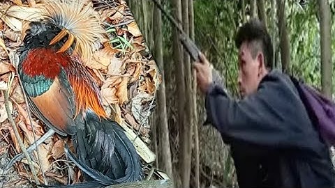 Hunting tua qaib qus