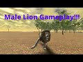 Roblox - Wild Savanna - Male Lion Game-play!!!