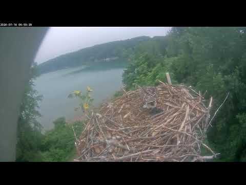 Salt Point Live Stream 07/16/2026 4:00 AM