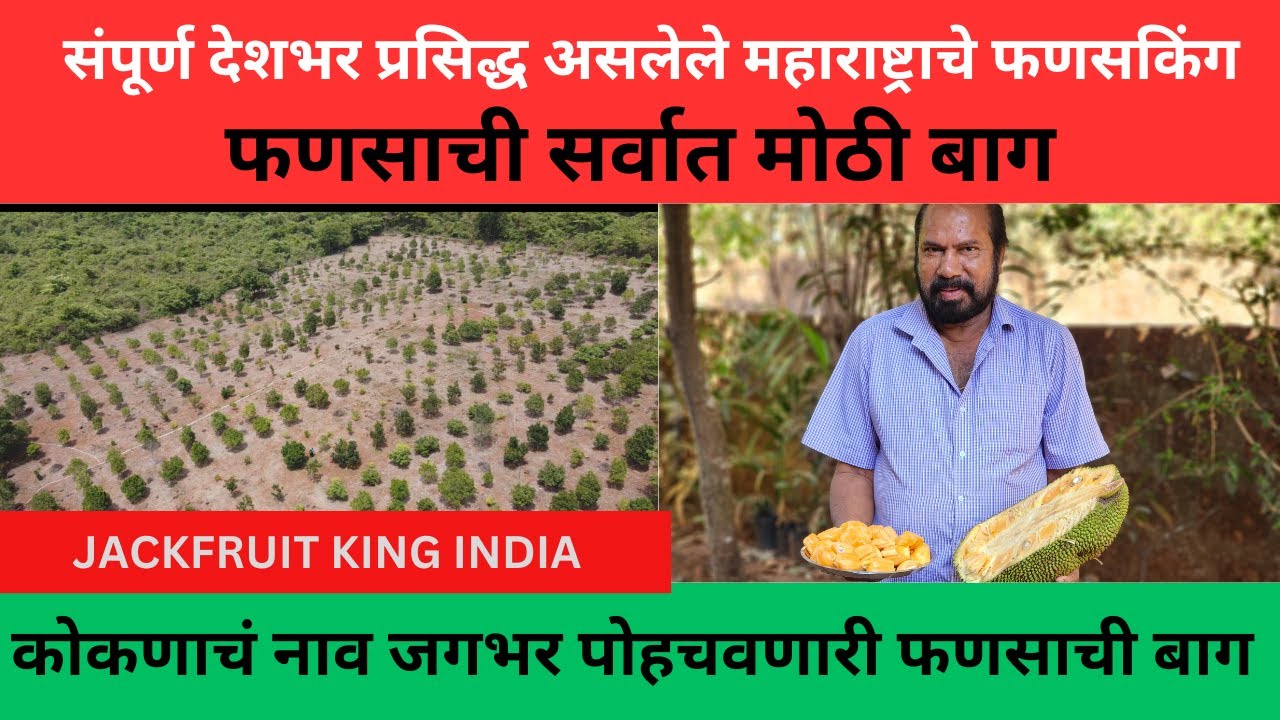 संपूर्ण देशभर प्रसिद्ध असलेले महाराष्ट्राचे फणसकिंग |फणसाची बाग | jackfruit king india|nursery|kokan