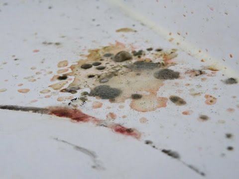 Schimmel Im Kühlschrank Schimmel Im Kühlschrank