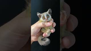 Cute Animals & Funny Pets | Adorable Compilation | Best of Pinterest #001 [V]