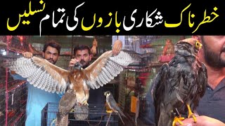 World Most Dangrous Hunting Birds 🦅🦉 Falcon Baz in Karachi Birds Market 😲🦅