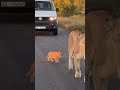 Adorable Tiny Lion Cub Running On The Road!