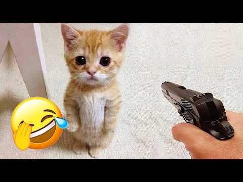 Funniest Cats and Dogs Clips 2026😛Try Not To Laugh🐈🐕