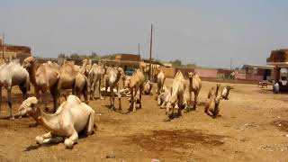 SANY0166