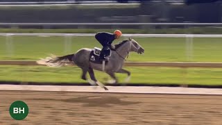 Preakness Winner Seize the Grey Records Only PreBelmont Breeze at Churchill Downs