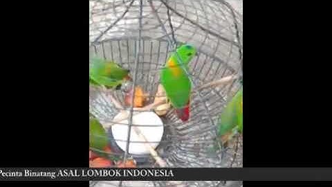 BURUNG SERINDIT FIGHTER GACOR