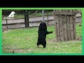 The bear who likes to walk on two legs