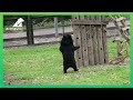 The bear who likes to walk on two legs