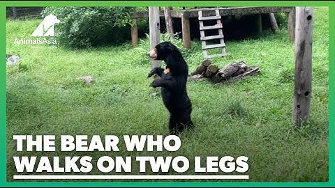 The bear who likes to walk on two legs