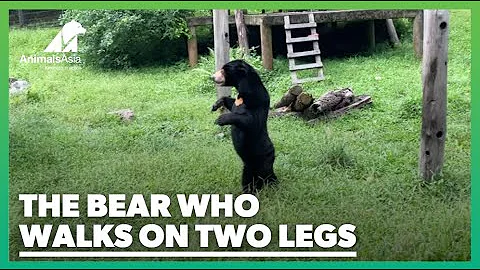 The bear who likes to walk on two legs