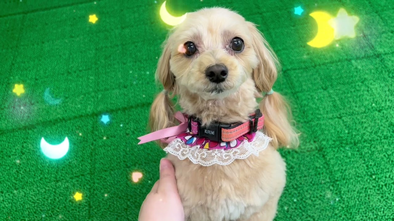 20260606 ダックペットサービス 夕方のわんこ達 - YouTube