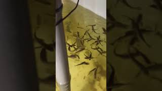 Vaivorikštiniu Upėtakių Maitinimas