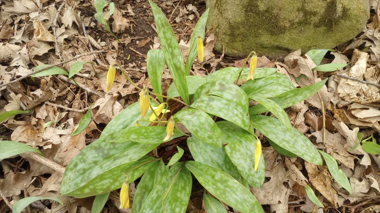 Health Valley Trail, Waterloo, Ontario