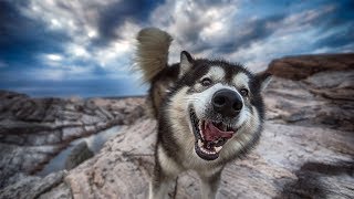 200 ALASKAN MALAMUTE