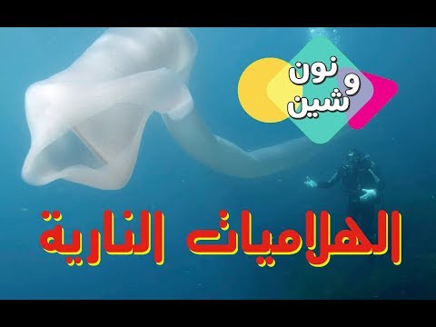 قناة نون وشين هلاميات البحر النارية