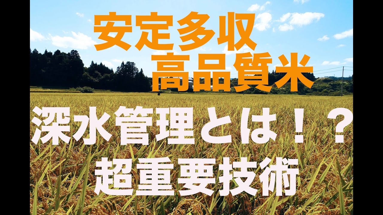 コスト0で増収、安定高品質になる超技術！？ハルキン、水稲栽培技術
