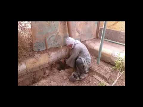 تشجير حديقة المدرسة 