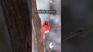 Signs from Loved Ones - When a Cardinal Appears A Loved One is Visiting Us