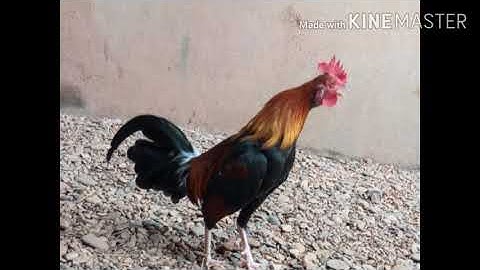 suab qaib me nyuam qaib qua 2 qua zoo heev 2021-22