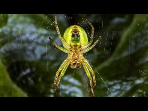 Βίντεο: Γιατί ο ιστός αράχνης ονειρεύεται σε ένα όνειρο για μια γυναίκα και έναν άντρα