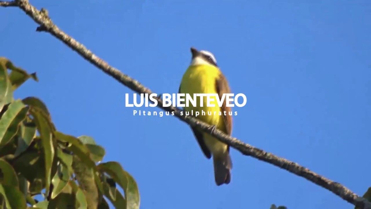 Luis Bienteveo (Pitangus sulphuratus)/ Great Kiskadee
