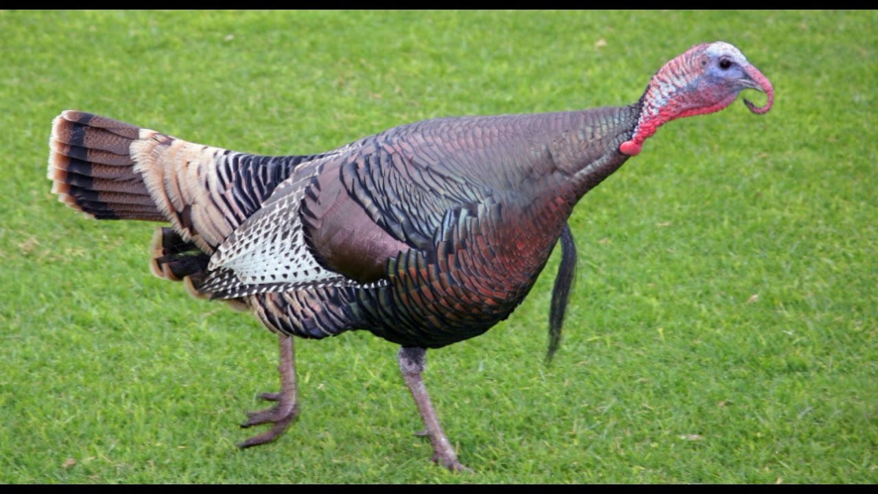 Canto da ave Peru YouTube